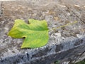 leaf green isolated from plane japanize tree Royalty Free Stock Photo