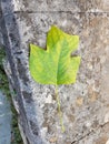 leaf green isolated from plane japanize tree Royalty Free Stock Photo