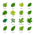 Leaf green leaves of trees leafed oak and leafy maple or leafing foliage illustration of leafage in spring set with Royalty Free Stock Photo