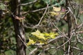 leaf of Green mix red Maple tree Royalty Free Stock Photo