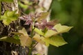 Leaf of Green mix red Maple tree Royalty Free Stock Photo