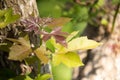 Leaf of Green mix red Maple tree Royalty Free Stock Photo