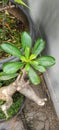 leaf, green, plant, garden, pot, beautiful Royalty Free Stock Photo