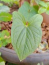 Leaf green plantae Araceae  Liliopsida gulma Royalty Free Stock Photo