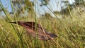 Leaf in the grees at the morning Royalty Free Stock Photo