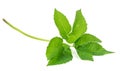 Leaf ground elder plants isolated on white background