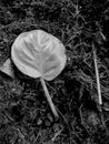 the leaf on the ground. the picture is monochrome