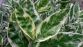 Leaf growing leaves in garden