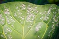 A leaf of a growing white cabbage is infested with whiteflies close-up against a blurred background. Insect pest Aleyrodoidea Royalty Free Stock Photo