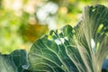 A leaf of a growing white cabbage is infested with whiteflies close-up against a blurred background. Insect pest Aleyrodoidea Royalty Free Stock Photo