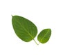 Leaf Gymnema sylvestre white background in studio Royalty Free Stock Photo