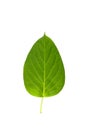 Leaf Gymnema sylvestre white background in studio Royalty Free Stock Photo