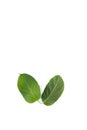 Leaf Gymnema sylvestre white background in studio Royalty Free Stock Photo