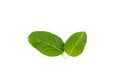 Leaf Gymnema sylvestre white background in studio Royalty Free Stock Photo