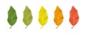 Leaf of hackberry Celtis australis. Row of leaves of green, light green, yellow, orange and red isolated on white. Autumn season