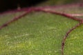 Leaf hairs on a Naranjilla Leaf