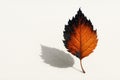 A leaf half-burnt. Space for text. Royalty Free Stock Photo