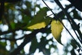 leaf hanging from branch with sunlight in forest Royalty Free Stock Photo