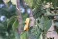 Leaf hanging supported by spider web on pepper plant with natural background