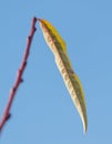 A leaf is hanging from a tree branch Royalty Free Stock Photo