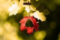 Leaf hanging from a tree with a heart, autumn vibe, colorful september