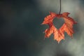 Leaf hanging from a tree with a heart, autumn vibe, colorful september