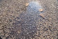 A leaf that has fallen from a tree lies next to a frozen puddle Royalty Free Stock Photo