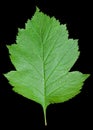 Leaf of hawthorn 4 Royalty Free Stock Photo