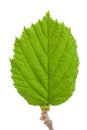 The leaf of hazelnut isolated on a white background Royalty Free Stock Photo