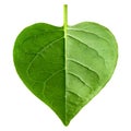 Leaf heart