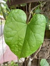 A leaf of heart-leaved moonseed, giloy or tinospora cordifolia is harbacious plant Royalty Free Stock Photo