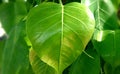 Leaf heart spring nature Royalty Free Stock Photo