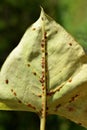 Coccoidea pest infestion on green leaf