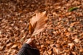 Leaf held in hand on leaf background