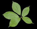 Leaf of herb Eleutherococcus senticosus 1