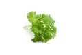 Leaf herb parsley