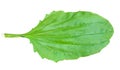 Leaf of herb plantain 3