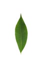 Leaf Hevea brasiliensis white background in studio Royalty Free Stock Photo