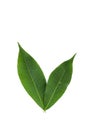 Leaf Hevea brasiliensis white background in studio Royalty Free Stock Photo