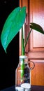 Leaf in hidro glass vase Royalty Free Stock Photo