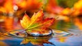 A leaf holding a single large droplet