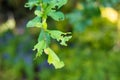 Leaf with holes, eaten by worm