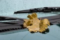 Leaf on the hood