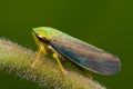 Leaf hopper