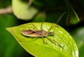 Leaf Hopper Assassin Bug &#x28;Zelus Renardii&#x29; Hunting For Insects.