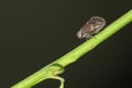 Leaf hopper Royalty Free Stock Photo