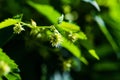 leaf hops in sunny day