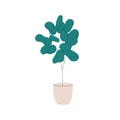 Leaf houseplant growing in pot. Home interior plant, ficus in floor planter. Green leaves, high stem in flowerpot