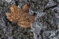 Leaf and Ice