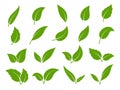 Leaf icon. Green leaves of trees and plants, various shapes. Eco vegan sprout or bio foliage elements vector set Royalty Free Stock Photo